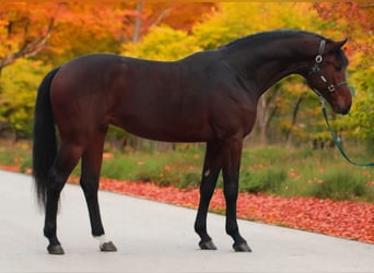 Anglo European Studbook, Stallion, 3 years, 16,2 hh, Brown