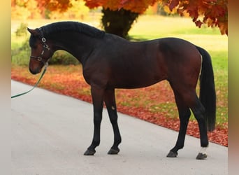 Anglo European Studbook, Stallion, 3 years, 16,2 hh, Brown