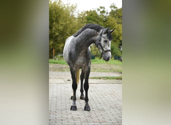 Anglo European Studbook, Stallion, 3 years, 16.2 hh, Grey