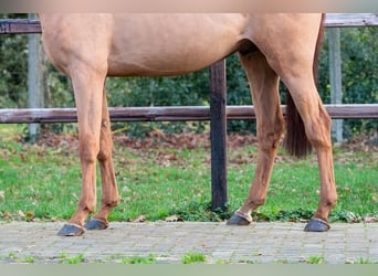 Anglo European Studbook, Stallion, 3 years, 16 hh, Chestnut-Red