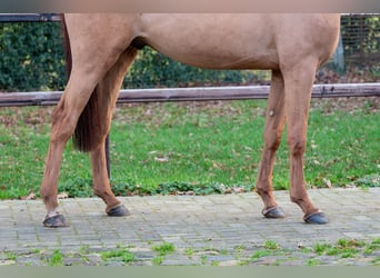 Anglo European Studbook, Stallion, 3 years, 16 hh, Chestnut-Red