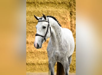 Anglo European Studbook, Stallion, 3 years, 16 hh, Gray