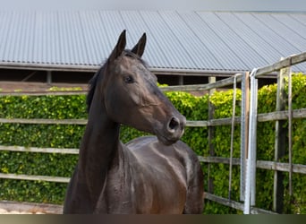 Anglo European Studbook, Stallion, 3 years, 16,1 hh, Bay-Dark
