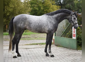 Anglo European Studbook, Stallion, 3 years, 16,2 hh, Grey