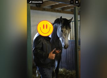 Anglo European Studbook, Stallion, 3 years, 16,2 hh, Grey Anglo European Studbook, Stallion, 3 years, 16,2 hh, Grey