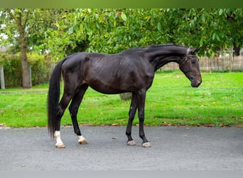 Anglo European Studbook, Stallion, 3 years, 16,2 hh, Smoky-Black