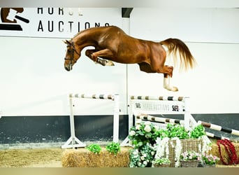 Anglo European Studbook, Stallion, 3 years, 16,3 hh, Chestnut-Red