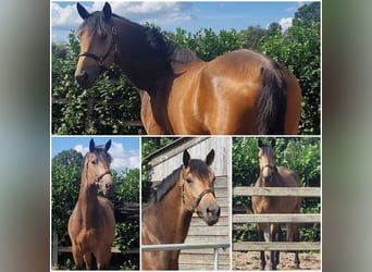 Anglo European Studbook, Stallion, 3 years, Buckskin