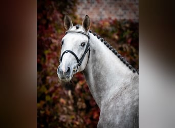 Anglo European Studbook, Stallion, 3 years, Grey