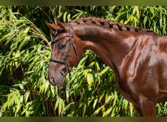 Anglo European Studbook, Stallion, 4 years, 15.2 hh, Chestnut