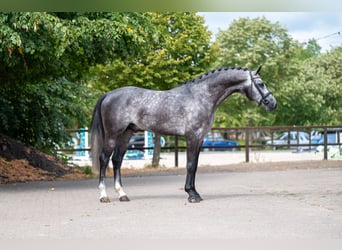 Anglo European Studbook, Stallion, 4 years, 15.3 hh, Grey