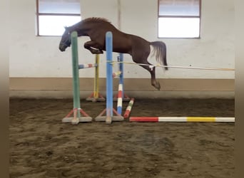Anglo European Studbook, Stallion, 4 years, 16,1 hh, Chestnut
