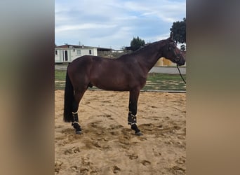 Anglo European Studbook, Stallion, 4 years, 16,3 hh, Brown-Light