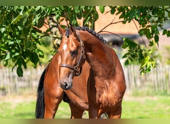 Anglo European Studbook, Stallion, 4 years, Brown
