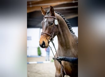 Anglo European Studbook Mix, Stallion, 5 years, 16.3 hh, Bay