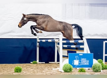 Anglo European Studbook Mix, Stallion, 5 years, 16.3 hh, Bay