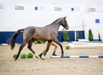 Anglo European Studbook Mix, Stallion, 5 years, 16.3 hh, Bay