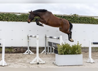 Anglo European Studbook, Stallion, 5 years, 16,1 hh, Brown