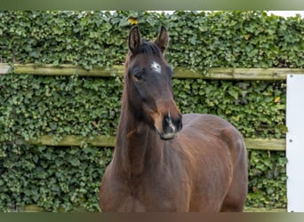 Anglo European Studbook, Stallion, 5 years, 16,1 hh, Brown