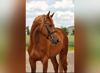 Anglo European Studbook, Stallion, 5 years, 16,1 hh, Chestnut-Red