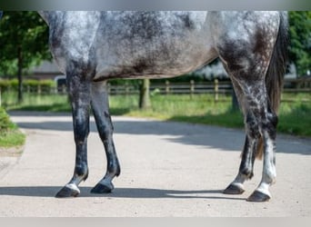 Anglo European Studbook, Stallion, 6 years, 16.2 hh, Gray