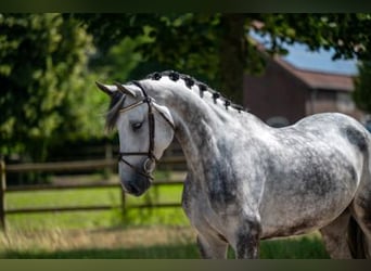 Anglo European Studbook, Stallion, 6 years, 16.2 hh, Gray