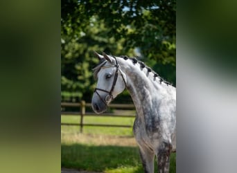 Anglo European Studbook, Stallion, 6 years, 16.2 hh, Gray