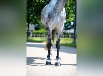 Anglo European Studbook, Stallion, 6 years, 16.2 hh, Gray