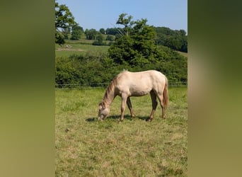 Anglo European Studbook, Stallion, 6 years, 17,2 hh, Overo-all-colors