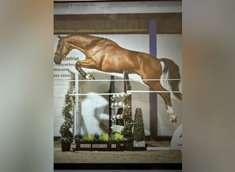 Anglo European Studbook, Stallion, 8 years, 16,2 hh, Brown