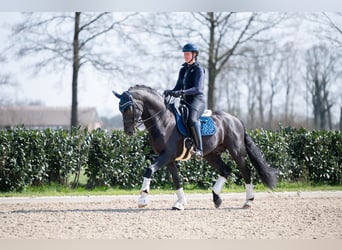 Anglo European Studbook, Stallion, 15 years, 16.2 hh, Black