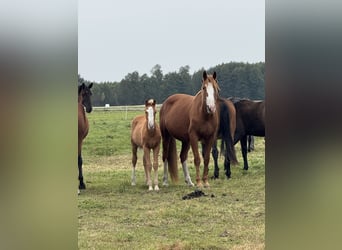 Anglo European Studbook, Stallion, Foal (06/2025), 12,2 hh, Chestnut-Red