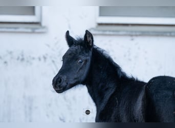 Anglo European Studbook, Stallion, Foal (01/2026), 15.2 hh, Black