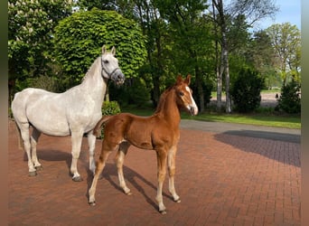 Anglo European Studbook, Stallion, Foal (03/2026), 16.2 hh, Chestnut