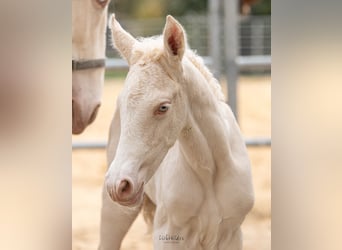 Anglo European Studbook, Stallion, Foal (02/2026), 16.2 hh, Cremello