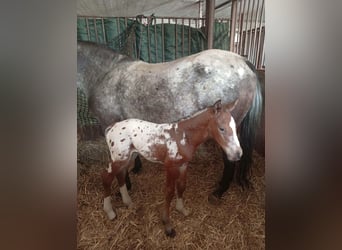 Anglo European Studbook, Stallion, Foal (03/2026), 16.2 hh, Leopard-Piebald