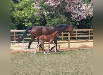 Anglo European Studbook, Stallion, Foal (05/2025), 16 hh, Chestnut