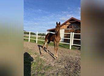 Anglo European Studbook, Stallion, Foal (05/2025), 16 hh, Chestnut-Red