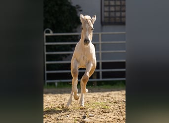 Anglo European Studbook, Hengst, Fohlen (06/2024), 16 hh, Dunalino