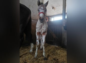 Anglo European Studbook, Stallion, , 16 hh, Leopard-Piebald