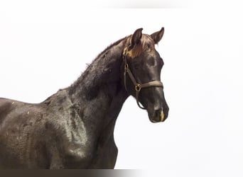 Anglo European Studbook, Stallion, Foal (06/2025), 16 hh, Smoky-Black