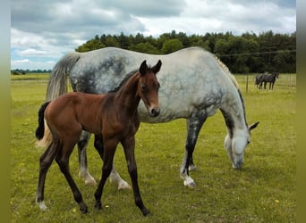 Anglo European Studbook, Stallion, Foal (05/2025), 16,2 hh, Grey