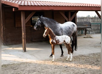 Anglo European Studbook, Stallion, Foal (03/2026), 16,2 hh, Leopard-Piebald