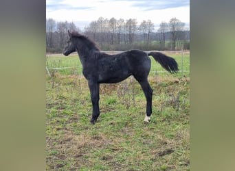 Anglo European Studbook, Stallion, , 17 hh, Gray