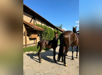 Anglo European Studbook, Stallion, Foal (05/2024), Bay-Dark