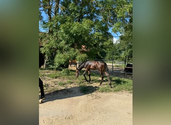 Anglo European Studbook, Stallion, Foal (05/2024), Bay-Dark