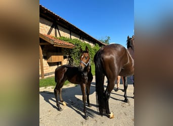 Anglo European Studbook, Stallion, Foal (05/2024), Bay-Dark