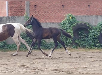 Anglo European Studbook, Stallion, Foal (04/2026), Bay-Dark