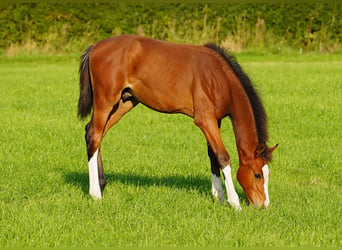 Anglo European Studbook, Stallion, Foal (04/2024), Bay