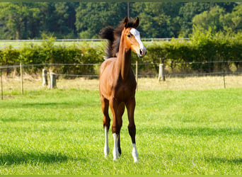 Anglo European Studbook, Stallion, Foal (04/2024), Bay